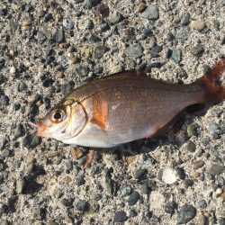 ウイリーサビキ